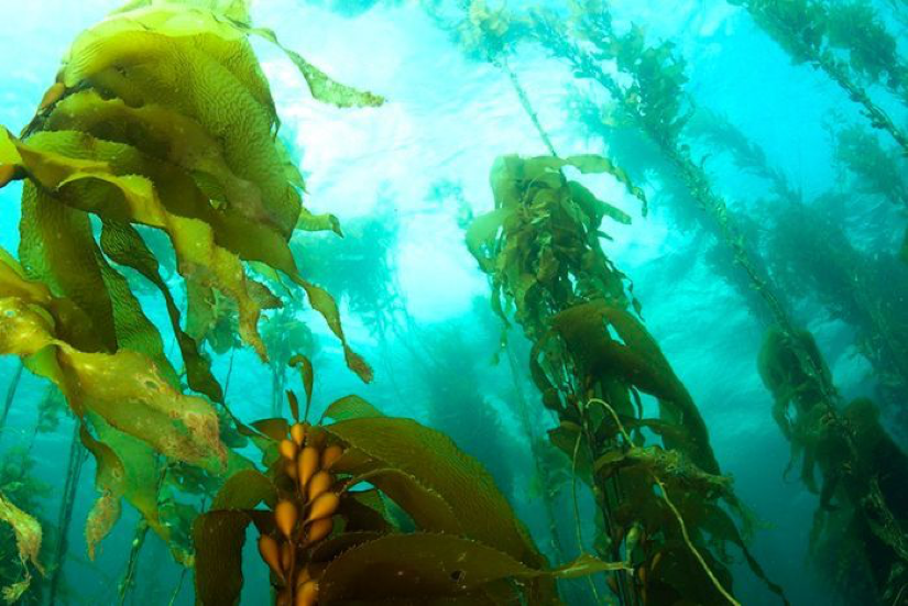 2040: How giant seaweed could be an important tool in our climate-affected future